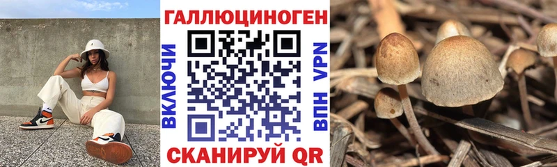 Галлюциногенные грибы Psilocybine cubensis  Гусь-Хрустальный 